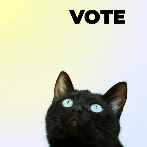 قطة سوداء ذات عيون زرقاء تشاهد نصًا عائمًا ينص على التصويت